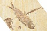 Detailed Fossil Fish (Knightia) - Wyoming #357556-1